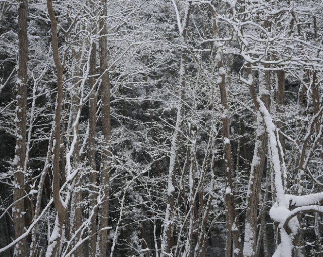 雪の積もった林