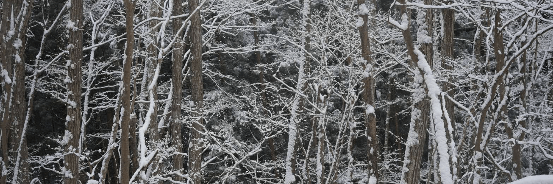 雪が積もり林