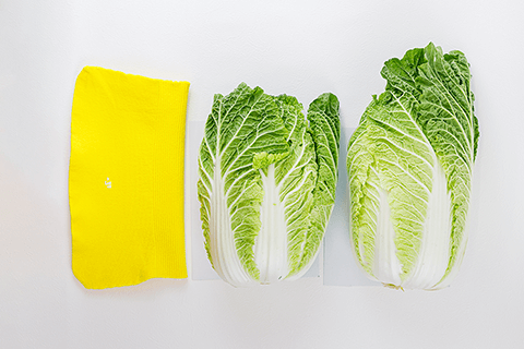 大玉の白菜をsquare Lで包もうとしている様子