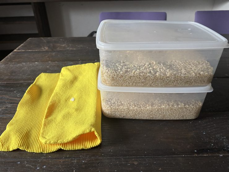 浸水した米を運ぶ